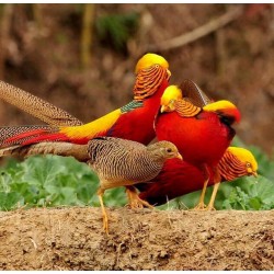 Sierhoenderkorrel Leg 20kg Sierhoenderkorrel Leg 20kg