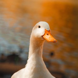 Watervogelkorrel Basis 20kg Watervogelkorrel Basis 20kg