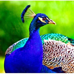 Sierhoenderkorrel Basis 20kg Sierhoenderkorrel Basis 20kg