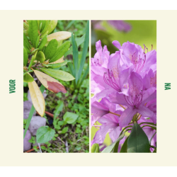 EcoStyle Rhodo & Azalea-AZ 1,6kg EcoStyle Rhodo & Azalea-AZ 1,6kg