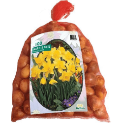 Narcissen Geel Actieverpakking 100 Stuks