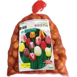 Tulpen Darwin Gemengd 100 stuks