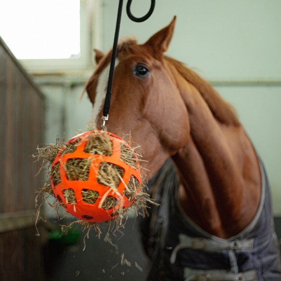 paarden langzaam hooi voeren