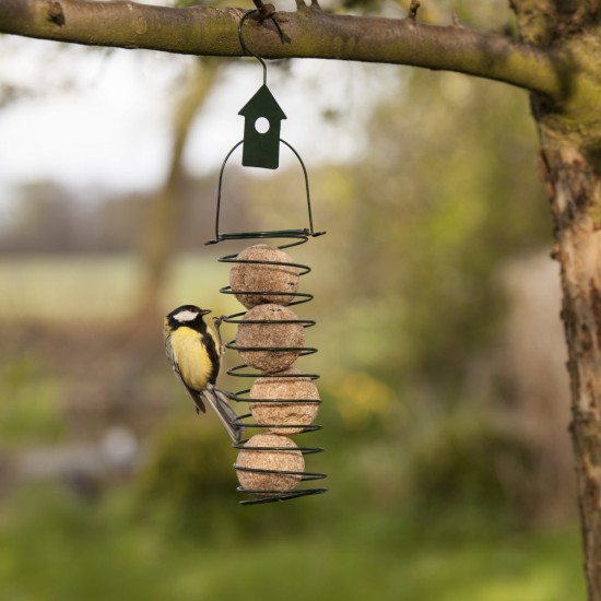 Rechte vogelvoederveer