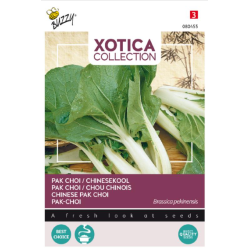 Buzzy Xotica Paksoi kanton
