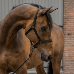 Halster set Black Edition cob Halster set Black Edition cob