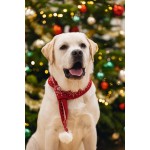 Beeztees Kerstsjaal – Hondenkleding – Rood – One Size