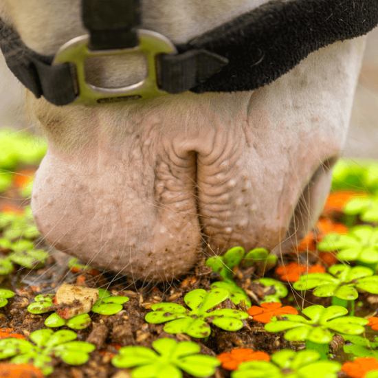 Excellent Horse Snuffelmat