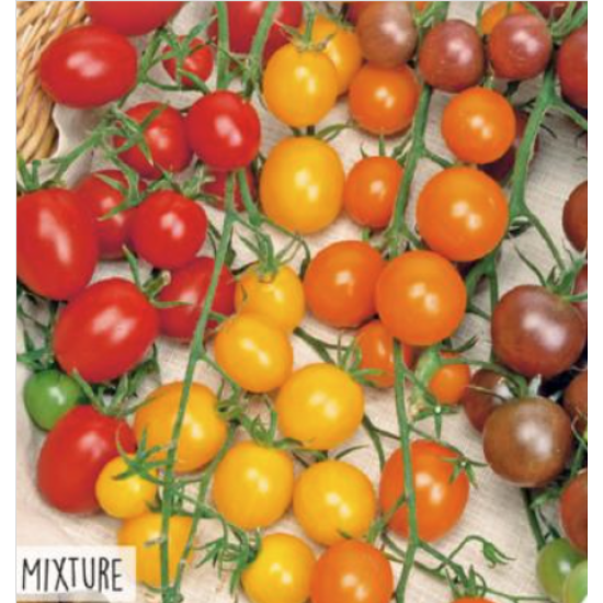 Hortitops Tomaten Cherry 4 kleuren
