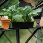 Kweekschap Mary 1 zwart/wit/groengrijs