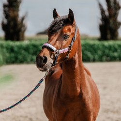 Halster set Akira holografisch