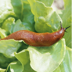 HGX Slakkenkorrels 400gr