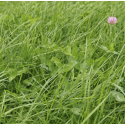 DSV Milkmore 15 Graszaad 15kg
