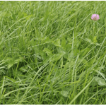 DSV Milkmore 16 Graszaad 15kg
