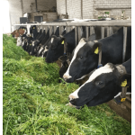 ruwvoer ecologisch graszaad ruwvoer ecologisch graszaad