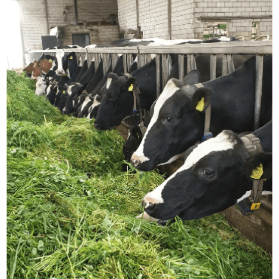 ruwvoer ecologisch graszaad ruwvoer ecologisch graszaad