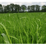 ruwvoer ecologisch graszaad ruwvoer ecologisch graszaad