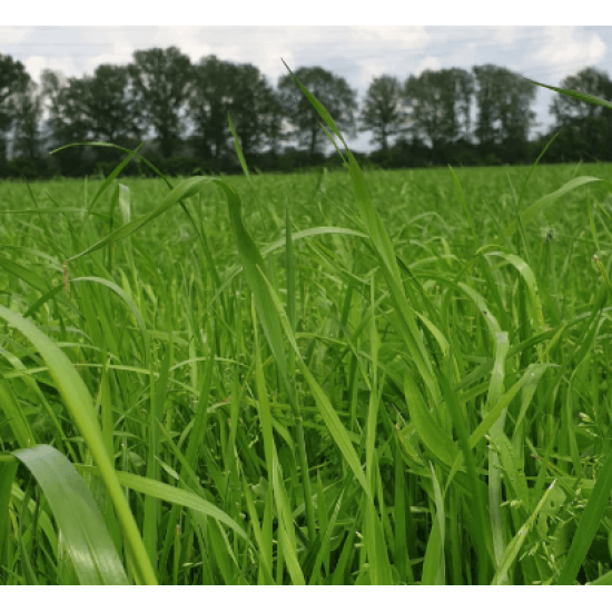 ruwvoer ecologisch graszaad ruwvoer ecologisch graszaad