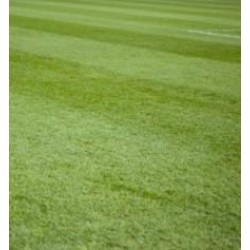 Sportvelden graszaad Type 7 500gr Sportvelden graszaad Type 7 500gr