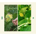 EcoStyle bloedmeel 1,6kg