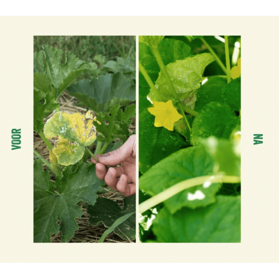 EcoStyle bloedmeel 1,6kg