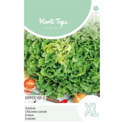 HortiTops Andijvie Nummer Vijf 2 HortiTops Andijvie Nummer Vijf 2