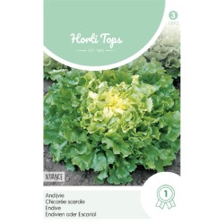 HortiTops Andijvie Nuance