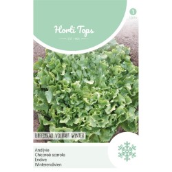 HortiTops Andijvie Breedblad Volhart Winter