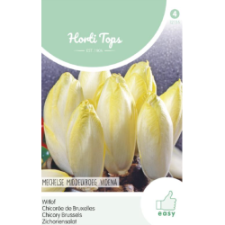 Hortitops Witlof - Mechelse middelvroege, Videna