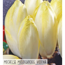 Hortitops Witlof - Mechelse middelvroege, Videna