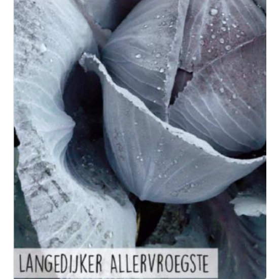 Hortitops Rode kool Langedijker allervroegste Hortitops Rode kool Langedijker allervroegste