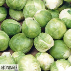 Hortitops Spruitkool Groninger