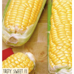 Hortitops Suikermais - Tasty Sweet F1 Hortitops Suikermais - Tasty Sweet F1