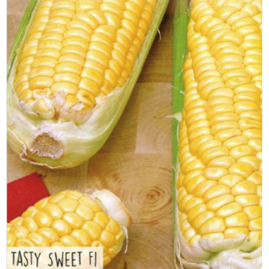 Hortitops Suikermais - Tasty Sweet F1 Hortitops Suikermais - Tasty Sweet F1