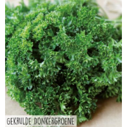 Hortitops Peterselie donkergroene krul