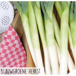 Hortitops Prei - Blauwgroene herfst Ideal Hortitops Prei - Blauwgroene herfst Ideal