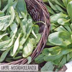 Hortitops Veldsla grote Noordhollandse