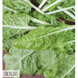Hortitops Snijbiet Lucullus Hortitops Snijbiet Lucullus