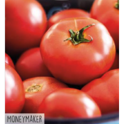 Hortitops Tomaat Moneymaker