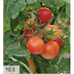 Hortitops Tomaten Maja Balkontomaat