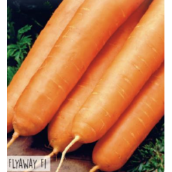 Hortitops Zomerwortel Flyaway F1