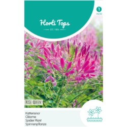 HortiTops Cleome Kattensnor Rose Queen
