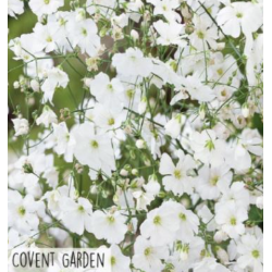 Hortitops Gipskruid Covent Garden wit