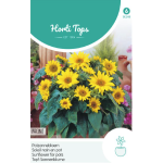 Hortitops Potzonnebloem Pacino