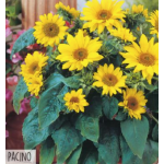 Hortitops Potzonnebloem Pacino