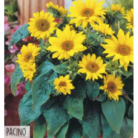 Hortitops Potzonnebloem Pacino