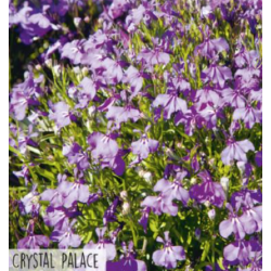 Hortitops Lobelia Crystal Palace