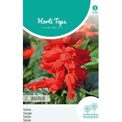 Hortitops Salvia Vuursalie - St. Jansvuur Hortitops Salvia Vuursalie - St. Jansvuur