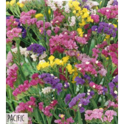 Hortitops Lamsoor – Pacific gemengd