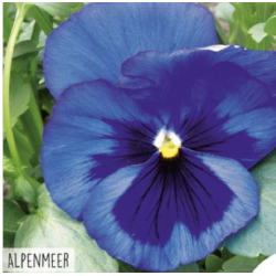 Hortitops Viool Alpenmeer Hortitops Viool Alpenmeer
